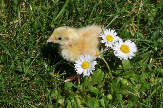 young quail in the grass