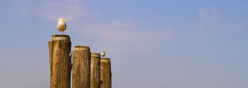 Bird Guard