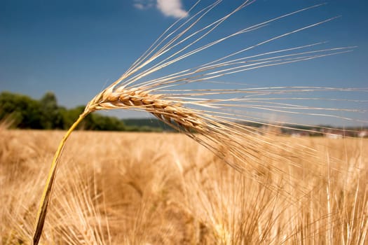 Ripe ear of barley in the wind