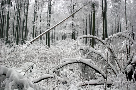 Winter in Kassel's Habichtswald