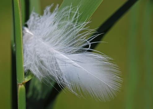 light as a feather