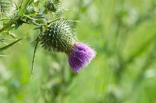 Milk Thistle - Silybum
