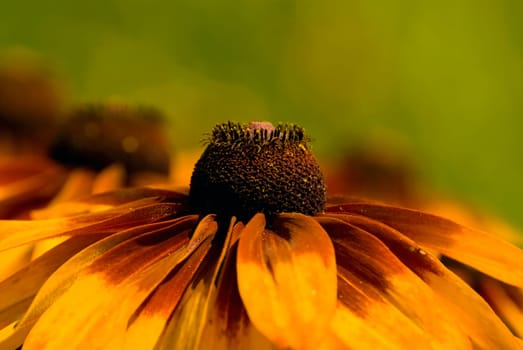 coneflower