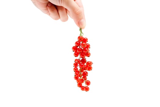 Female hand with red currant berries