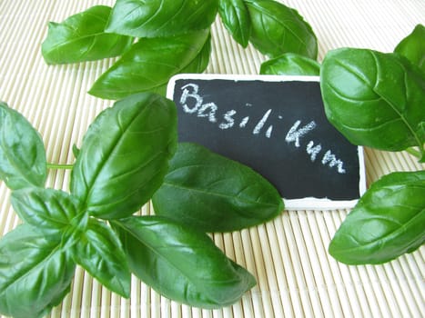 Basil with name plaque