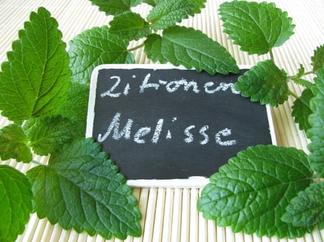 Lemon balm with name board