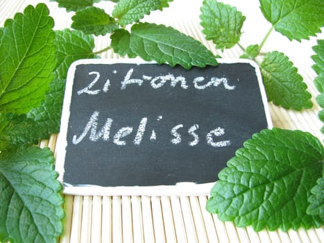 Lemon balm with name board