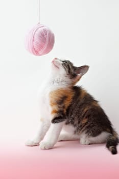 cat playing with yarn