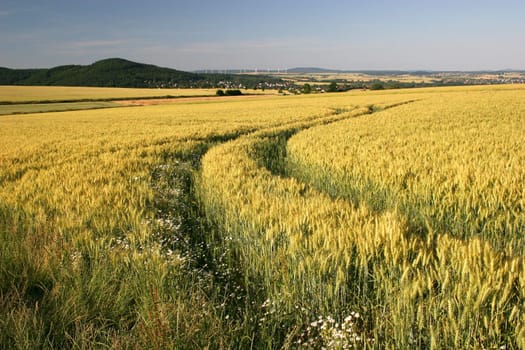 Ripe barley field with action track