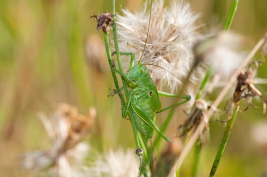 Short-antennae insect - Caelifera