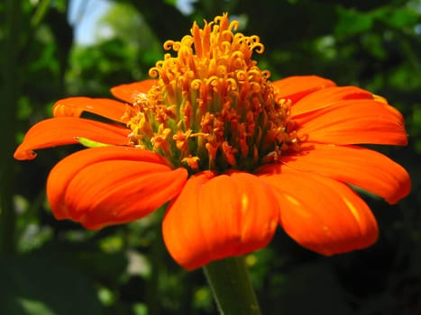 Mexican Sunflower