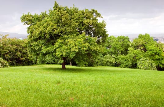 Green tree