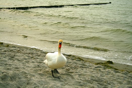 Swan on the beach