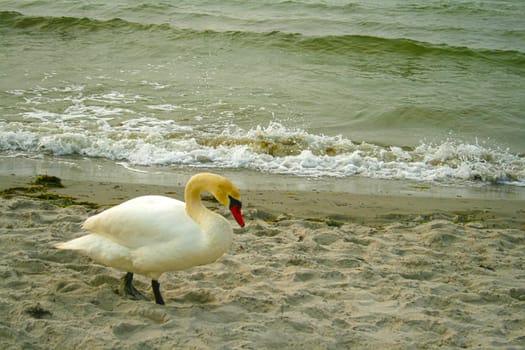 Swan on the beach