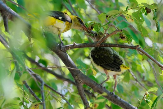 Young oriole,flying,in feeding...