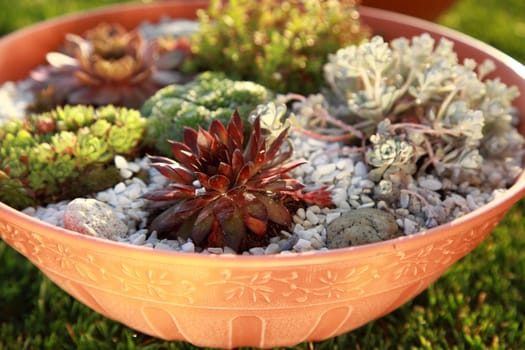 Small rock garden