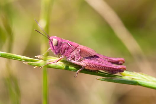 Pink Grasshopper