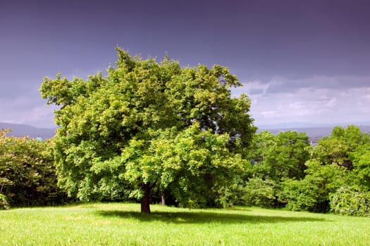 Green tree