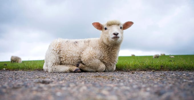 Lamb