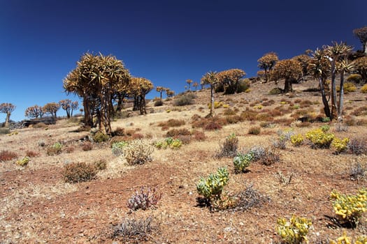 South African landscape
