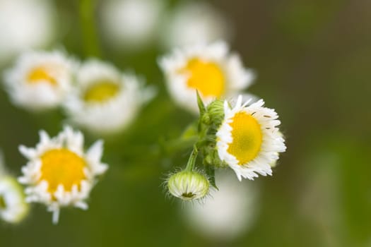 Young daisies in summer,close-up
