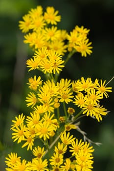 Yellow Marigold