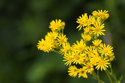 Yellow Marigold