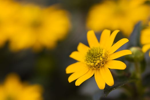 Yellow Marigold