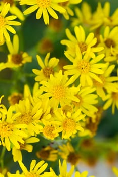 Yellow Marigold