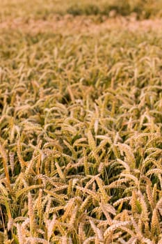 Cereal grain,wheat and ears of corn