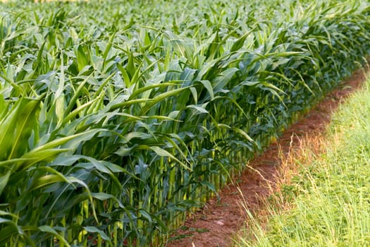 Corn field in summer