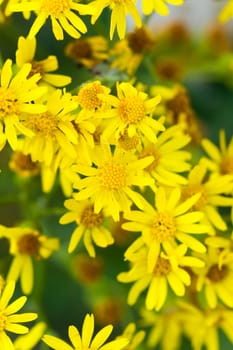 Yellow Marigold