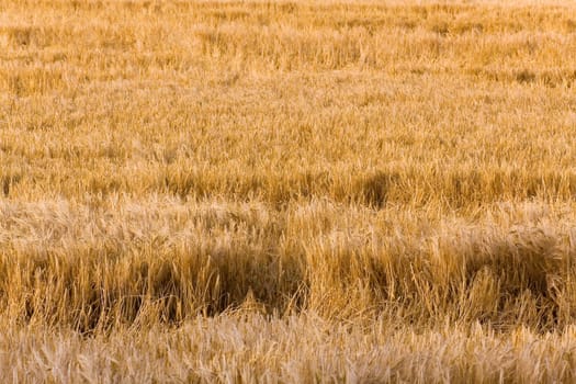 Cereal grain,wheat and ears of corn
