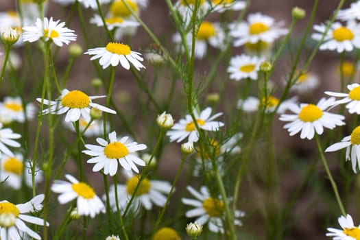 Young daisies in summer,close-up