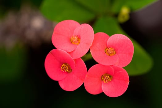 Christ's Thorn,red