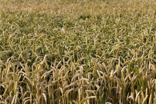 Cereal grain,wheat and ears of corn
