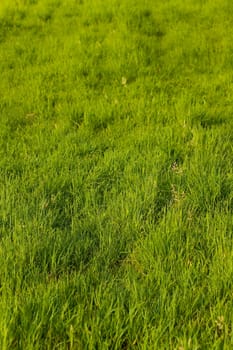 Green Meadow Background