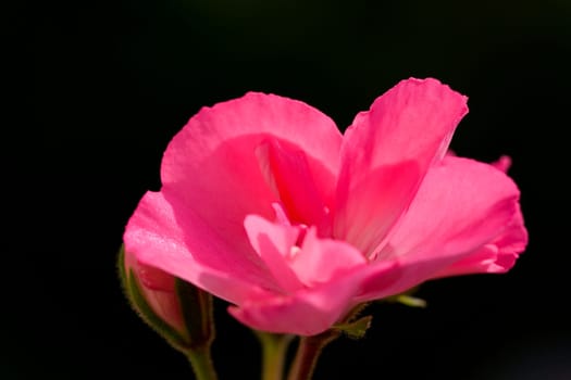 Pink Hydrangea on Black
