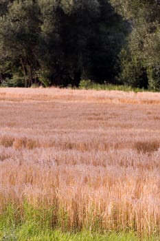 Cereal grain,wheat and ears of corn