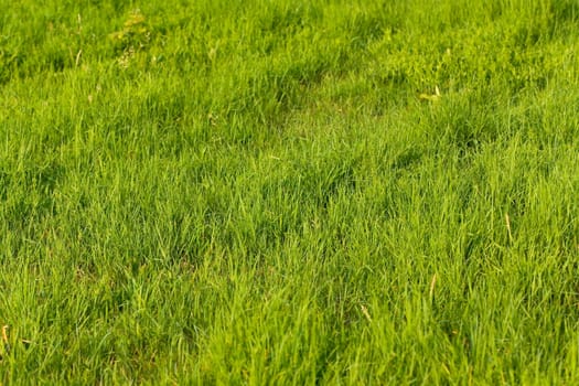 Green Meadow Background