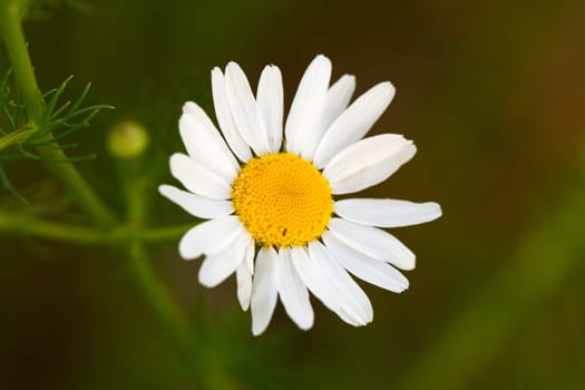 Young daisies in summer,close-up