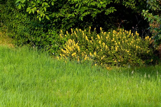 Green Meadow Background