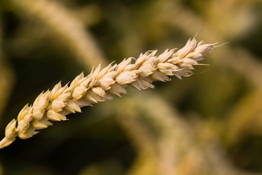 Cereal grain,wheat and ears of corn