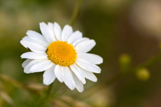 Young daisies in summer,close-up