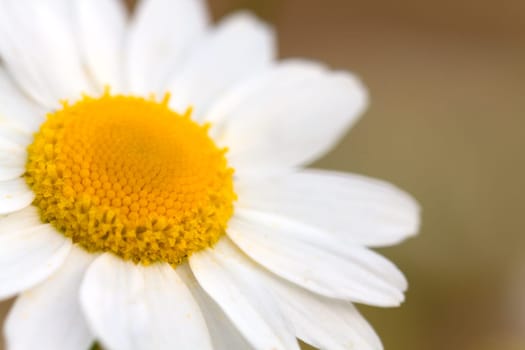 Young daisies in summer,close-up