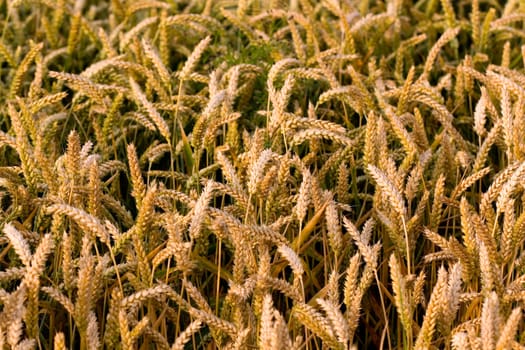 Cereal grain,wheat and ears of corn