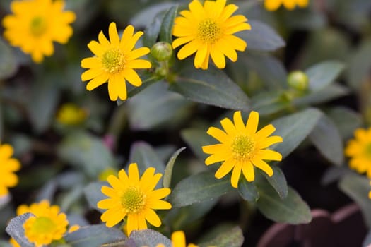 Yellow Marigold