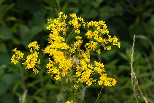 Yellow Marigold