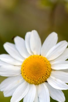 Young daisies in summer,close-up