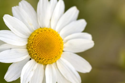 Young daisies in summer,close-up
